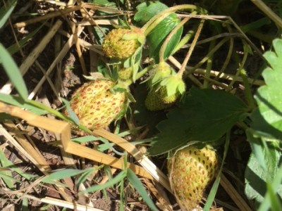 Waiting for strawberries