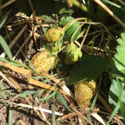 Waiting for strawberries