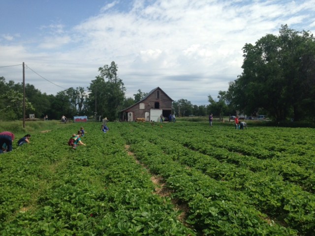 Tenth Street Orchard photo 3